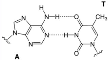Adenine - Thyamine