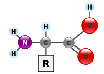 basis aminozuur