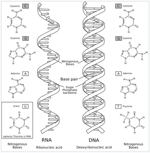 RNA - DNA
